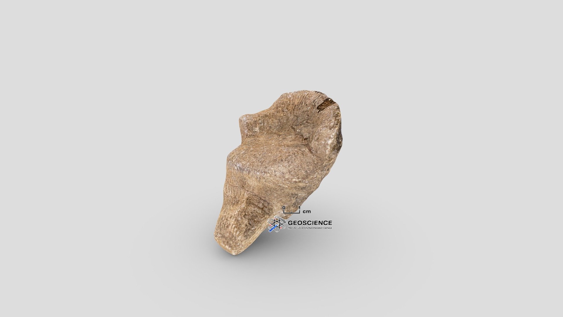 Rugose coral