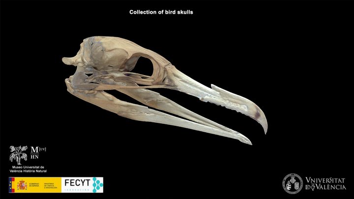 Cormorán grande (Phalacrocorax carbo) 3D Model