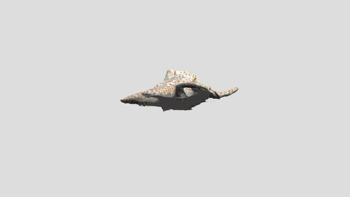 ShellModel 3D Model