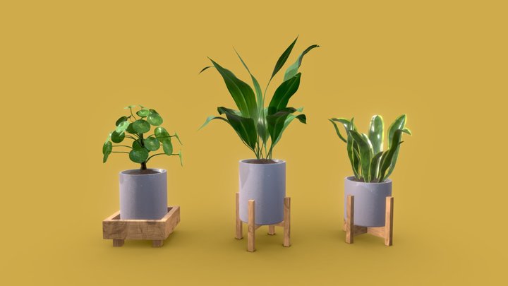 Indoor Plants Pack 3D Model