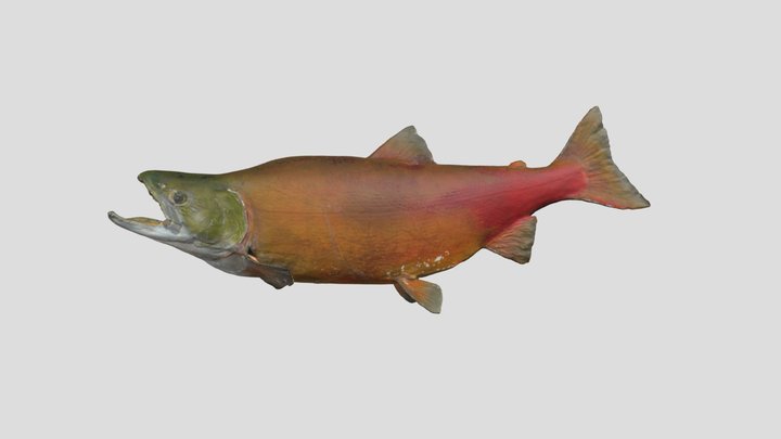 Oncorhynchus nerka nerka_ベニザケ_GMNH-VP-626 3D Model