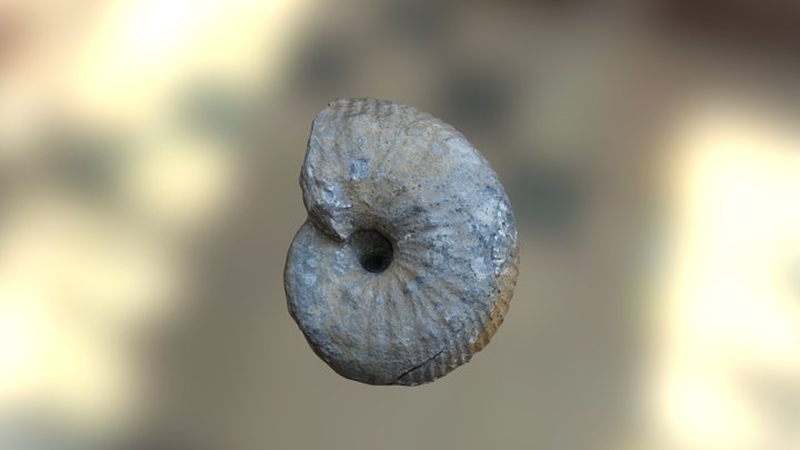 Liparoceras (Becheiceras) gallicum 3D Model