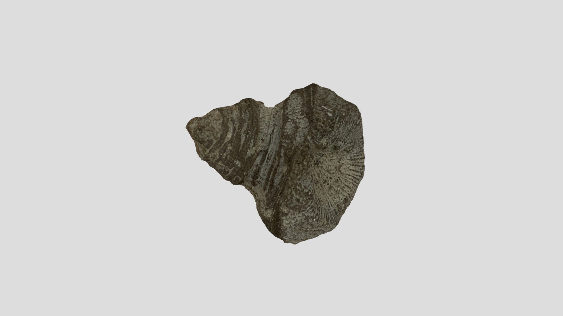 Fossils 2