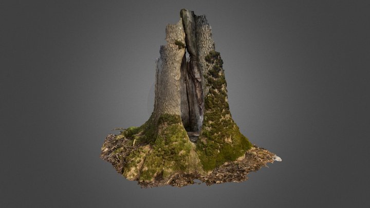 Old Tree with a cave and moss 3D Model