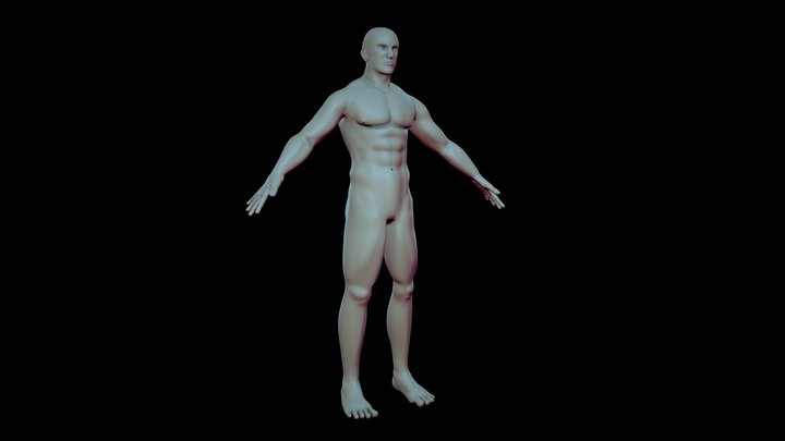 Male_body_anatomy 3D Model