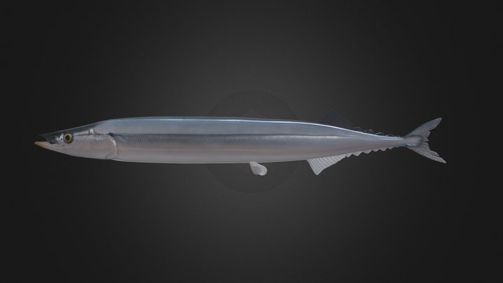 Pacific Saury 3D Model