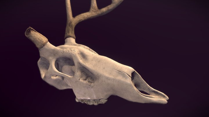 Deer Skull 3D Model