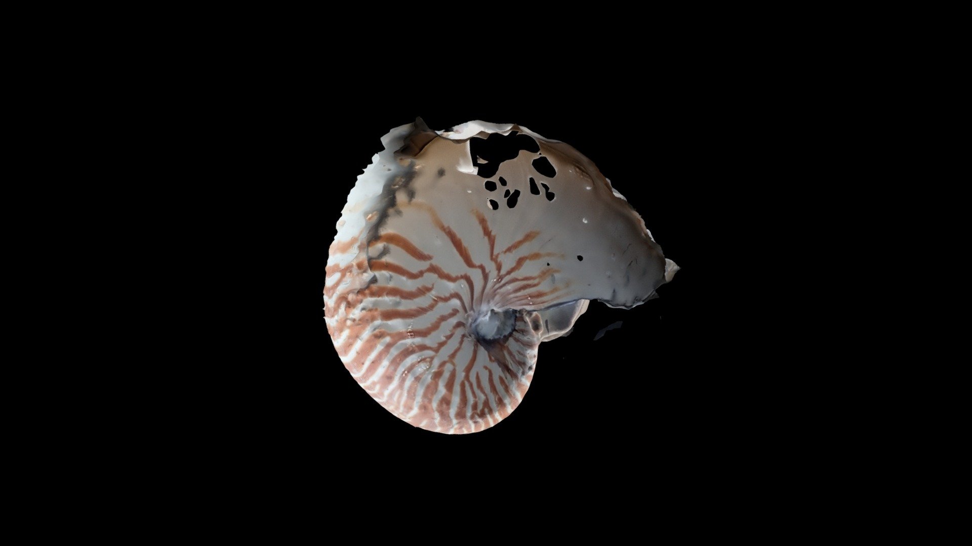 オウムガイ Nautilus, by K. Ishizaka - Download Free 3D model by