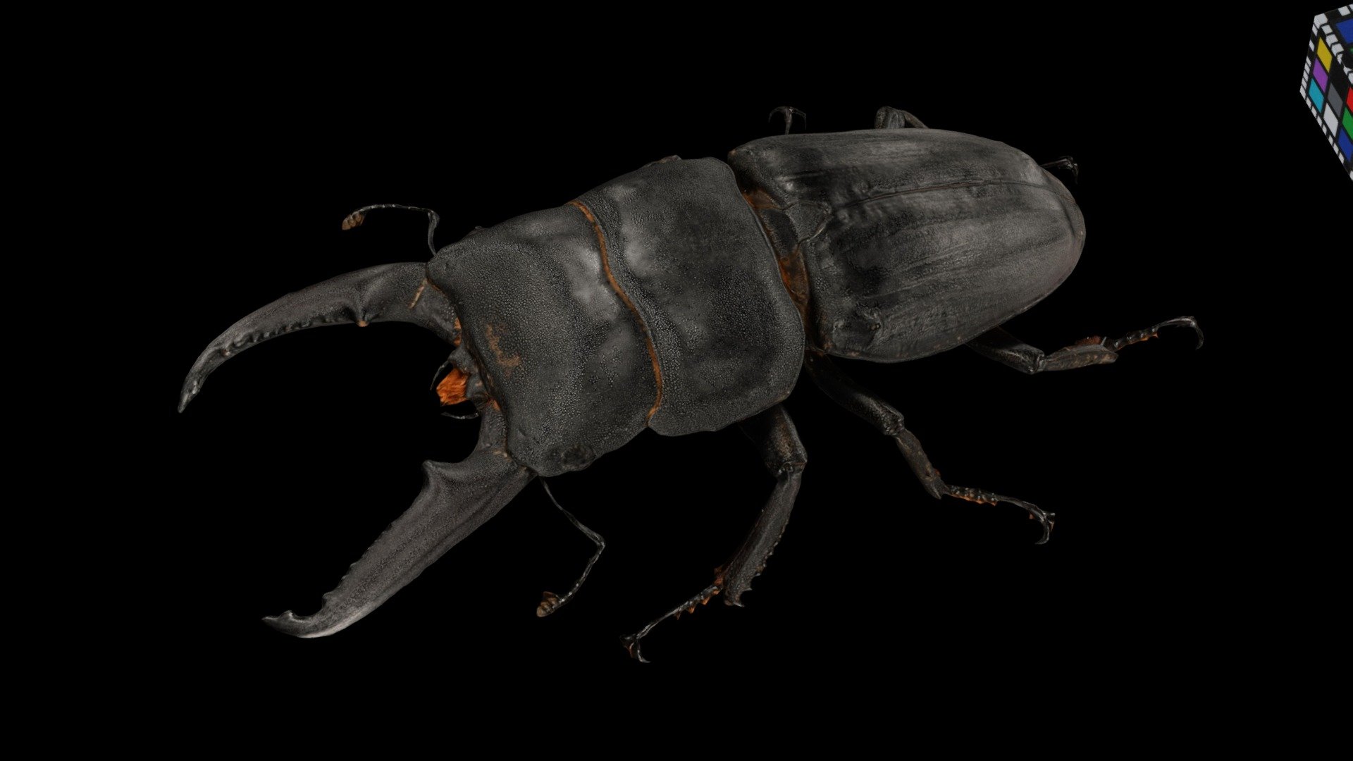 イキヒラタクワガタ ♂LL Iki Hirata Stag Beetle