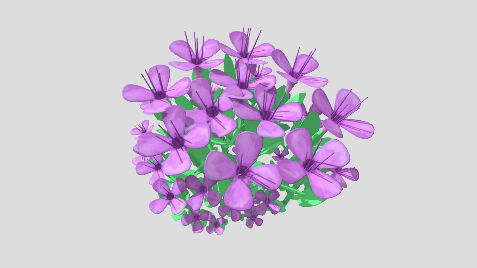 Creeping Thyme