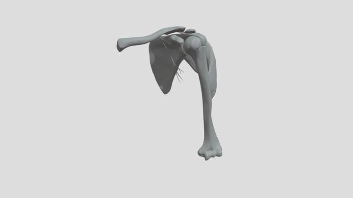 Shoulder 3D Model