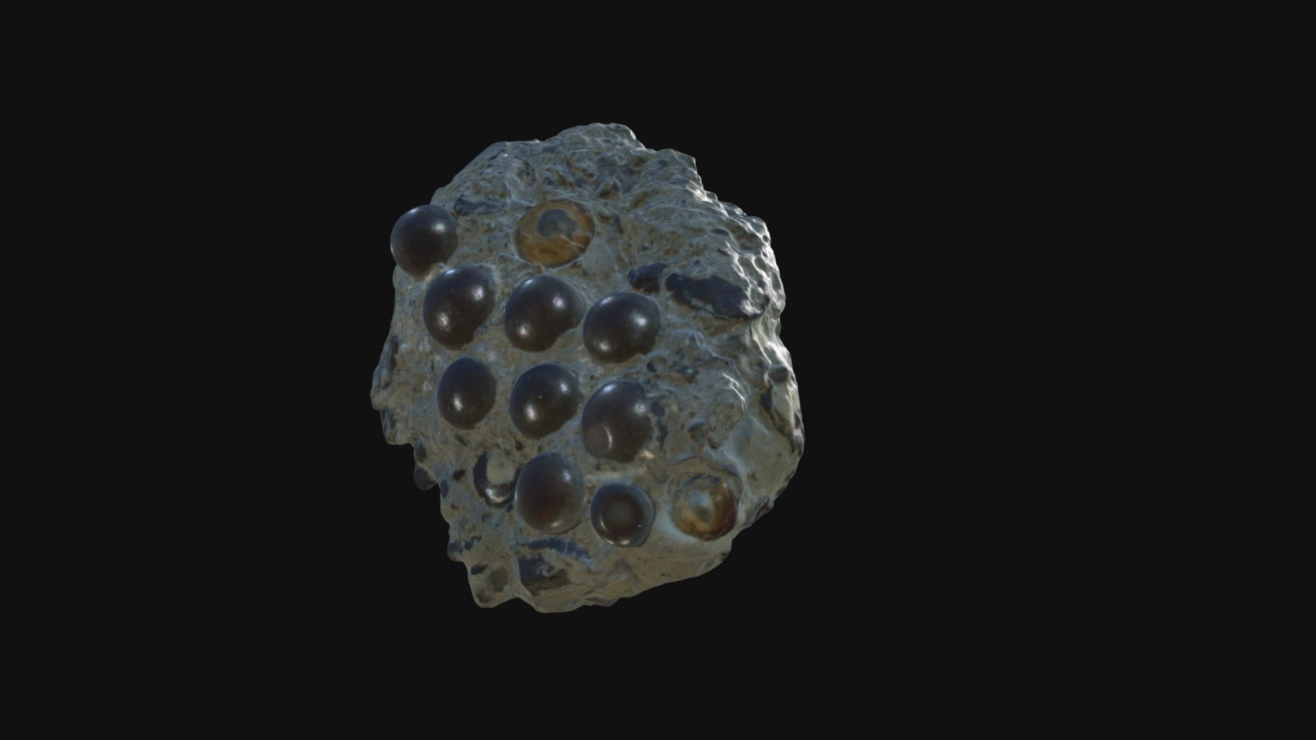 Dent Lepidosiren maximus