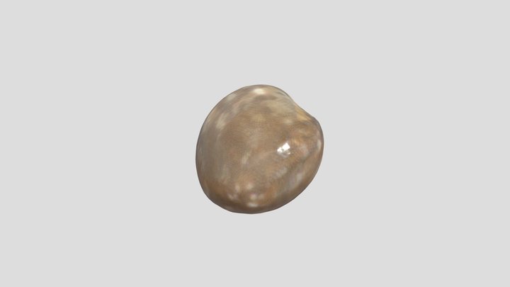 Tutelo Bean (Brown) 3D Model