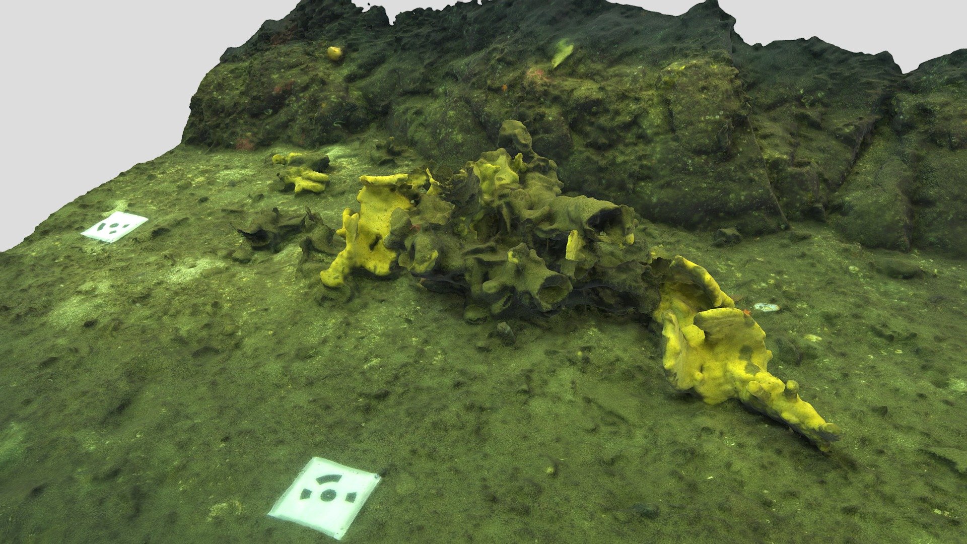 Station 2 2020-9-5 McKenzie Bight Cloud Sponge