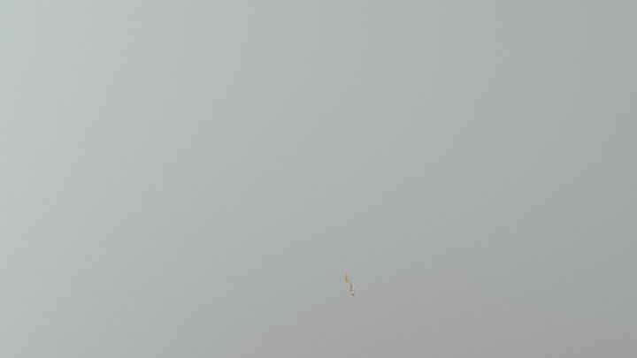 Grass 3D Model