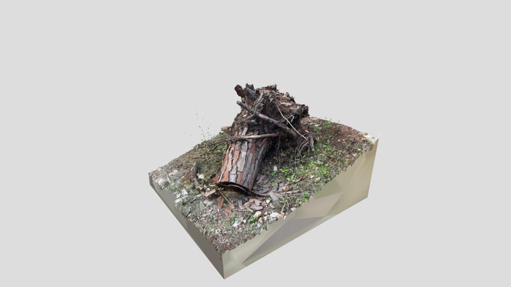 Old Tree Stump 3D Model