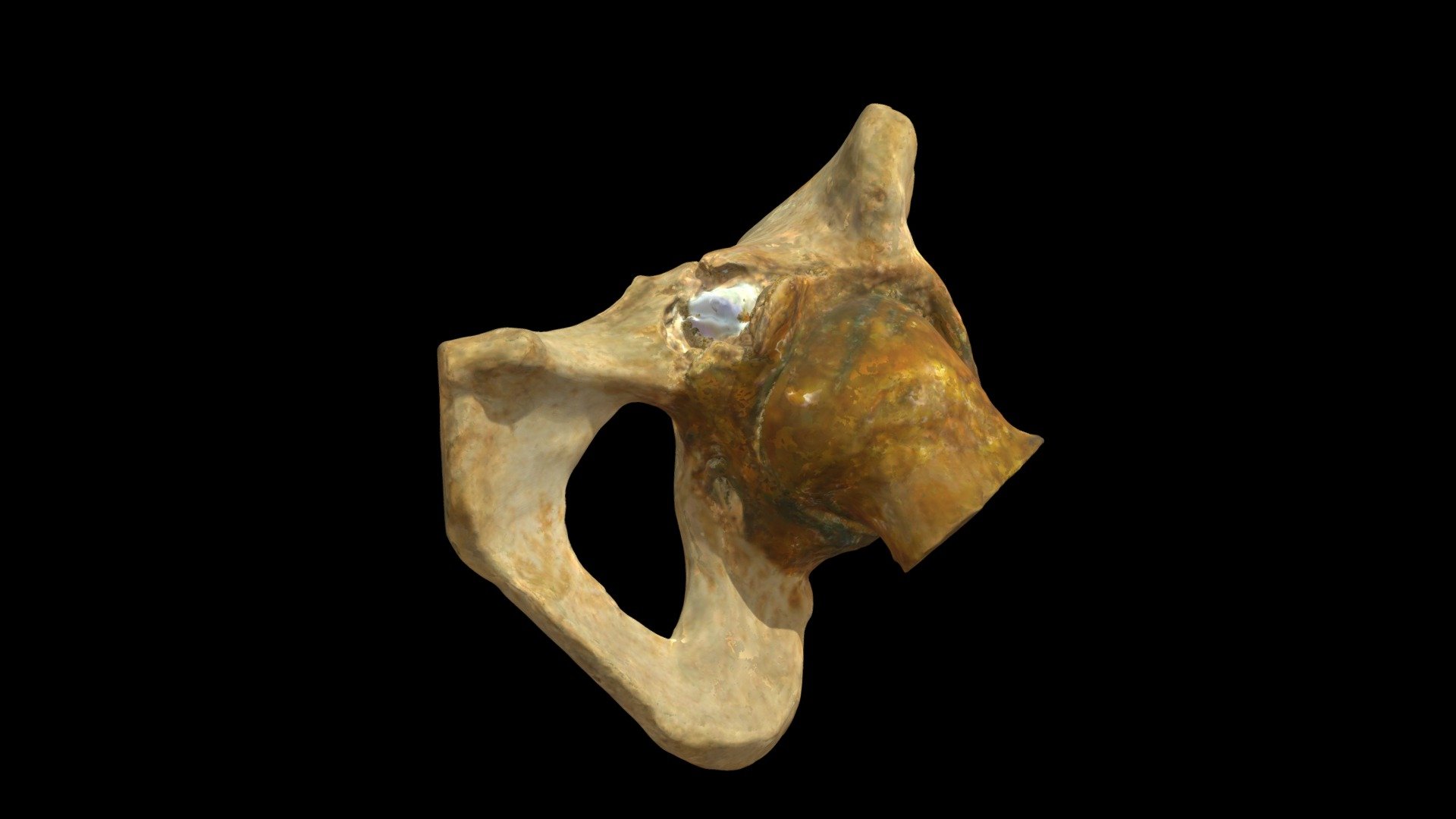 L Innominate w GSW (VCU_3D_4216) - 3D model by Virtual Curation Lab ...
