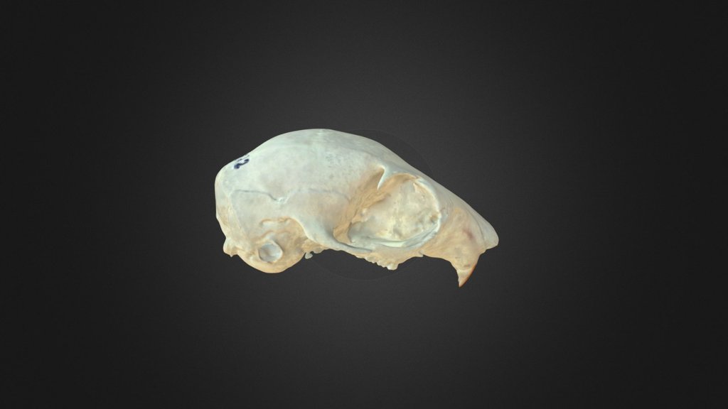 Sciurus vulgaris, skull