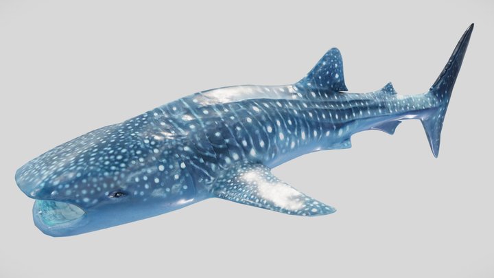 Whaleshark 3D Model