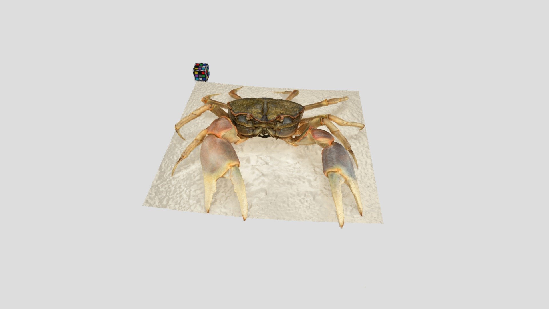 ハマガニ オス Chasmagnathus convexus