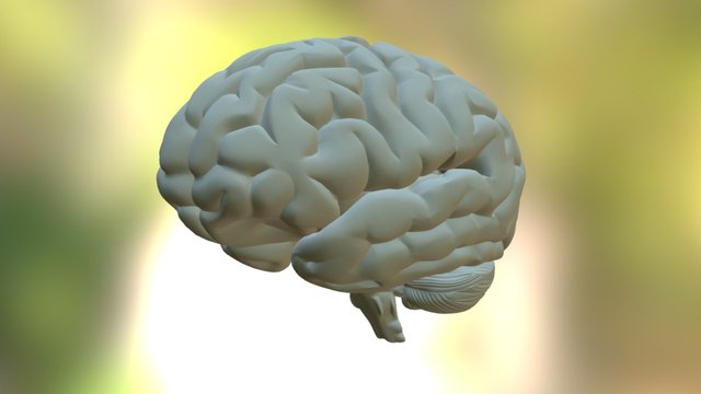 El Cerebro 3D Model