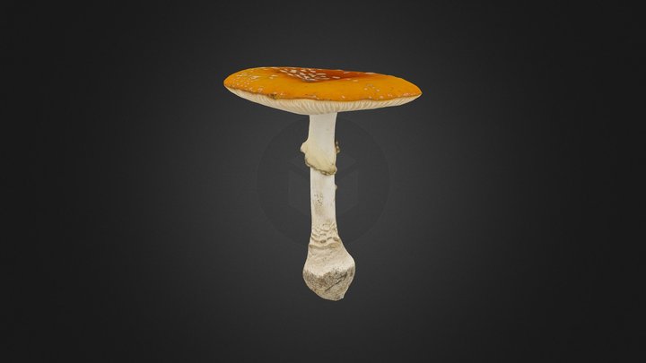 Amanita muscaria mushroom 3D Model