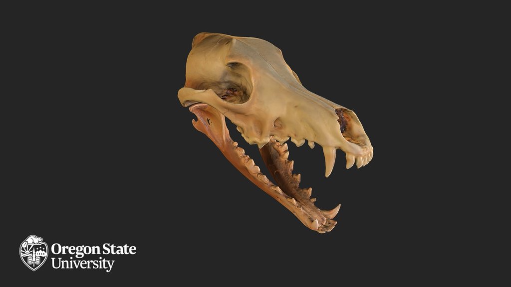 Coyote Skull - FW1521