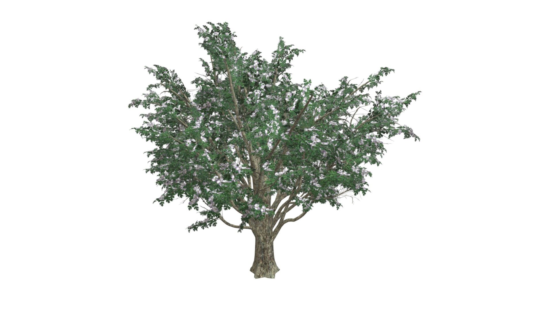 Common Hawthorne Tree #10 - Buy Royalty Free 3D model by meshshape ...