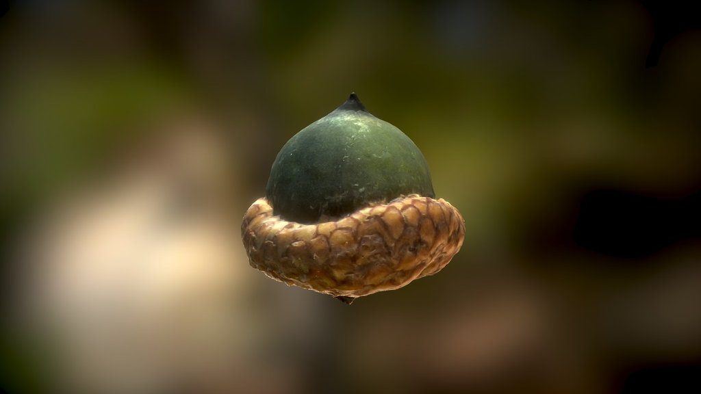 Acorn - 3D model by Thomas Flynn (@nebulousflynn) [fc519e9] - Sketchfab