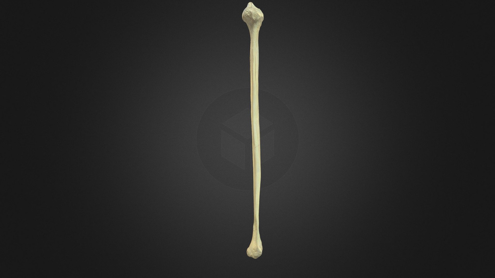 Human Fibula - 3D model by UBC Medicine - Educational Media [fc5451e ...