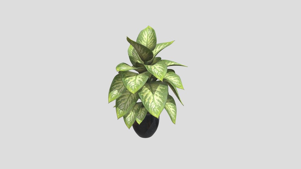 Indoor Potted Plant