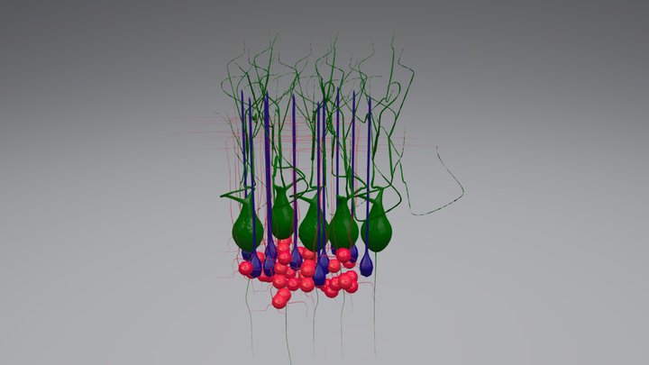Cerebellar Cortex 3D Model