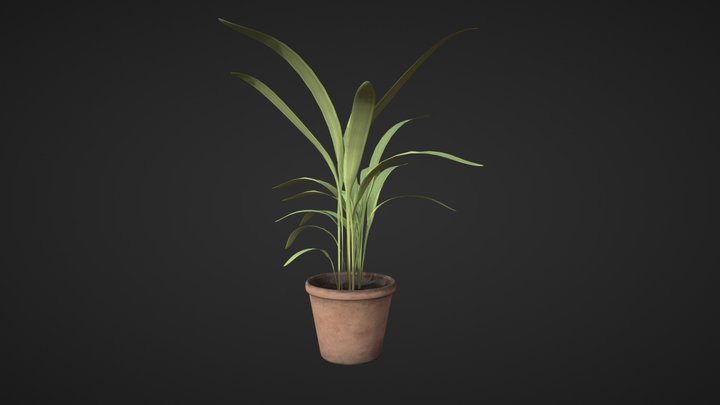 Palm Plant 3D Model