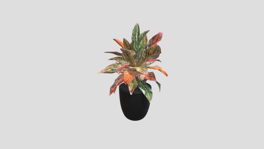 Aglaonema Pink Splash Plant