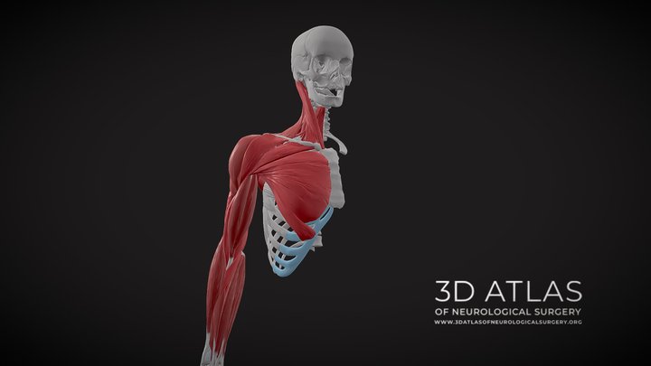 Upper limb muscles 3D Model