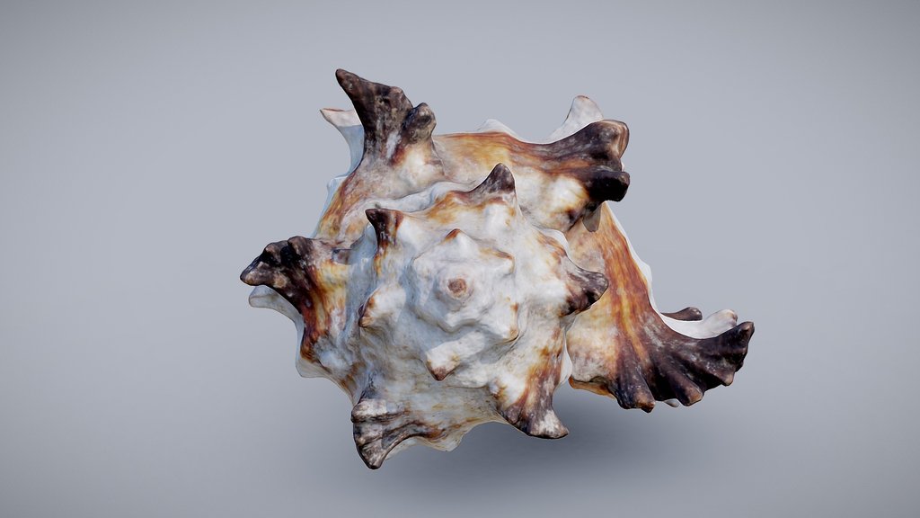 Murex Shell