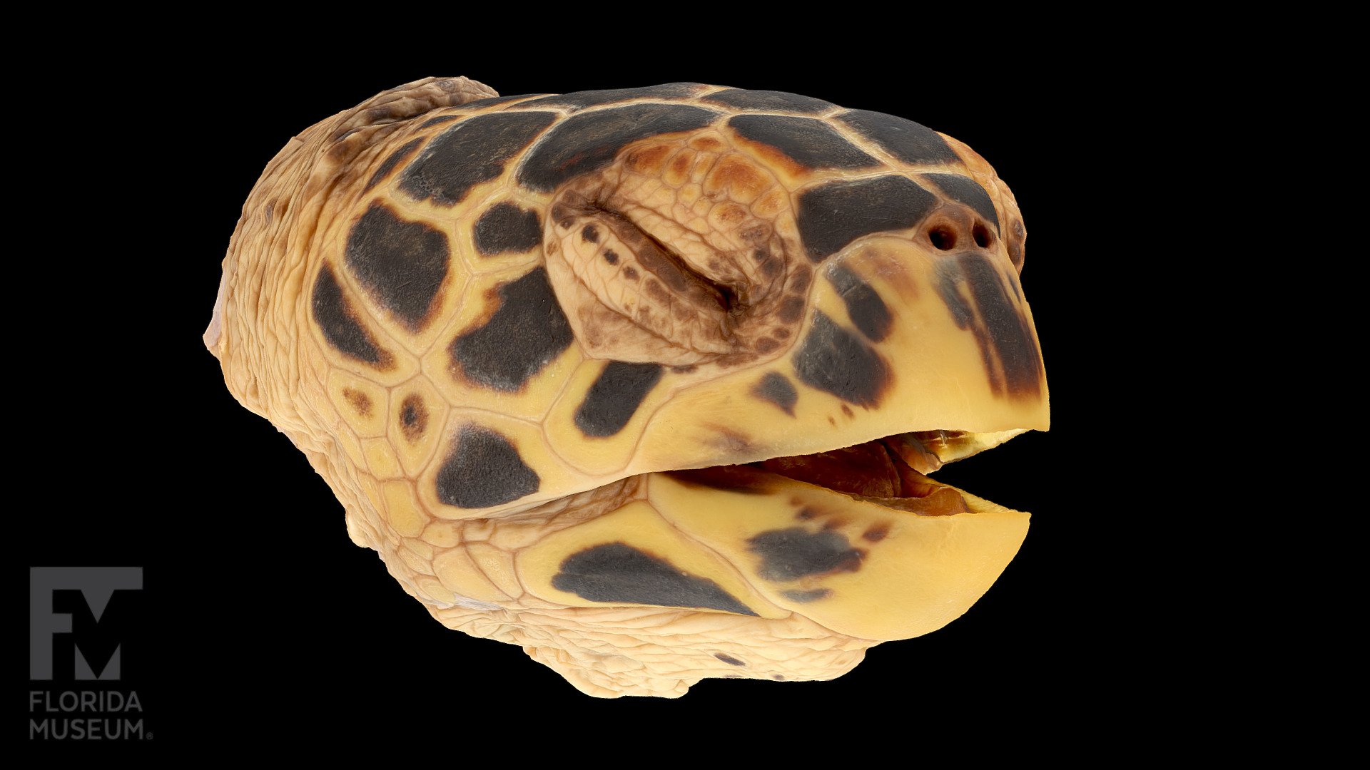 Hawksbill Sea Turtle Head - 3D model by FloridaMuseum [fc5a458] - Sketchfab