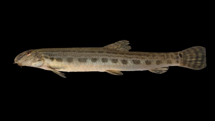 CC0 アリアケスジシマドジョウ 🐟 Japanese Striped Loach