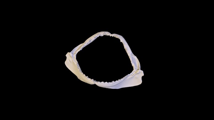 Jaw of Sharpnose (Rhizoprionodon) Shark 3D Model