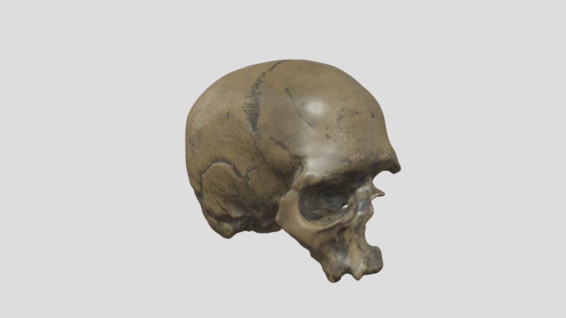 Homo sapiens (Homme de Cro-Magnon)