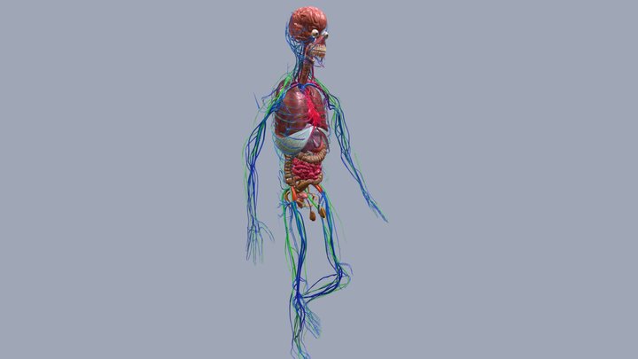 Animation Organs Anatomy Systems: WALKING 3D Model