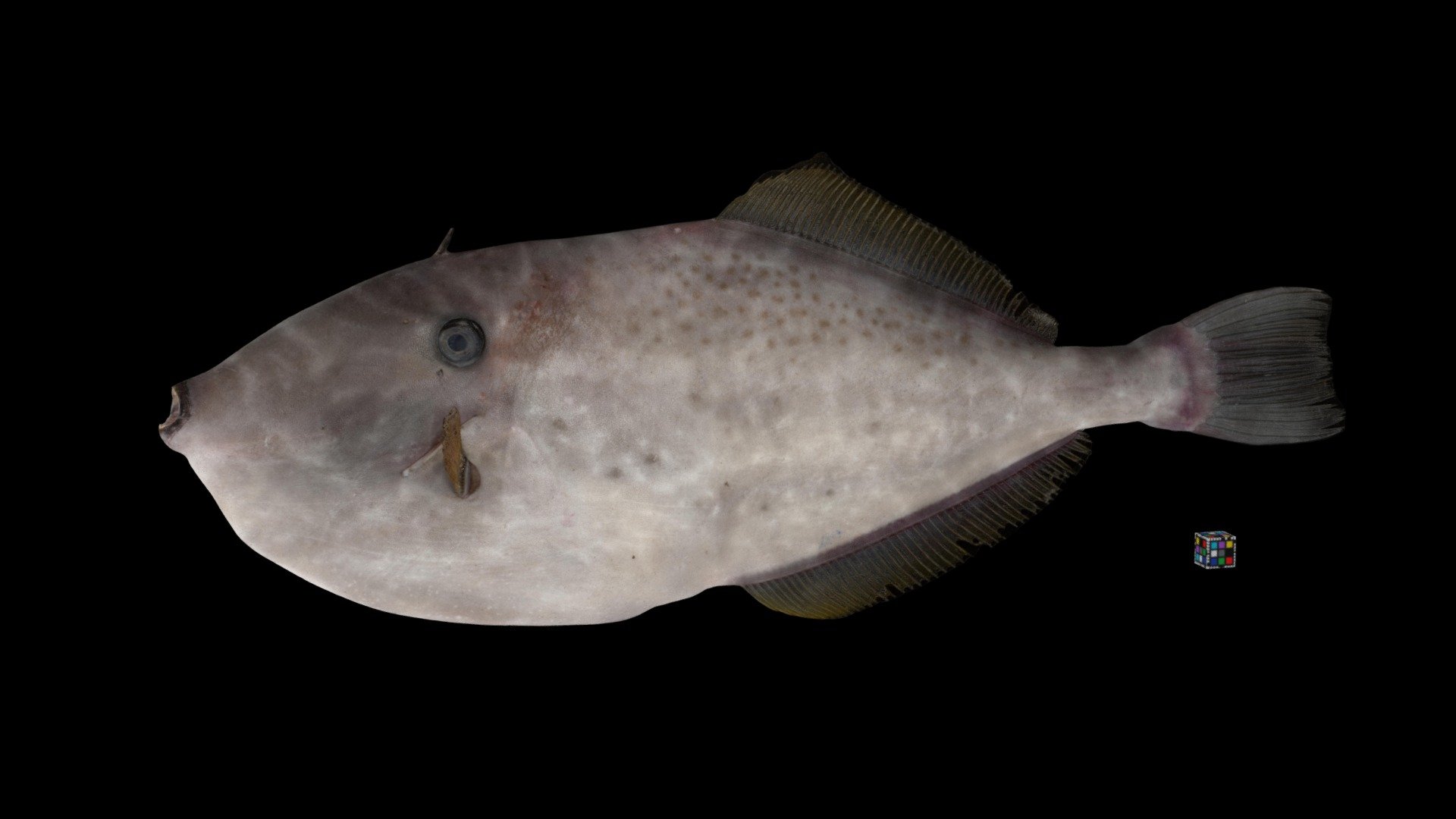 ウスバハギ Filefish, Aluterus monoceros - Download Free 3D model by ffish ...