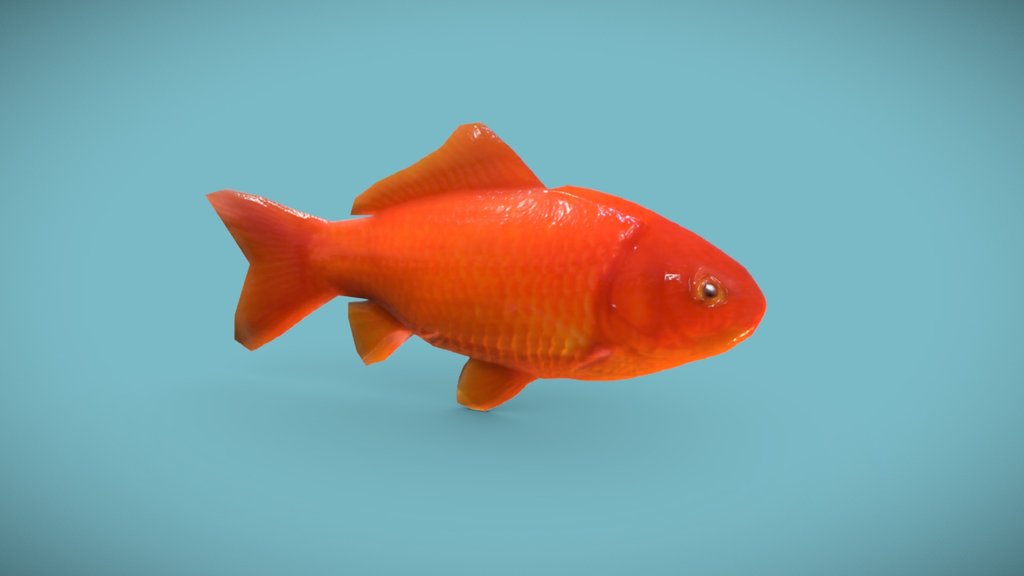Gold Fish