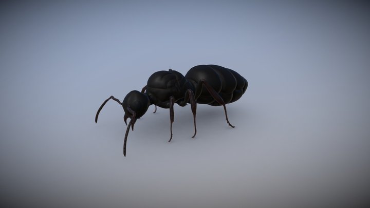 Ant Queen 3D Model