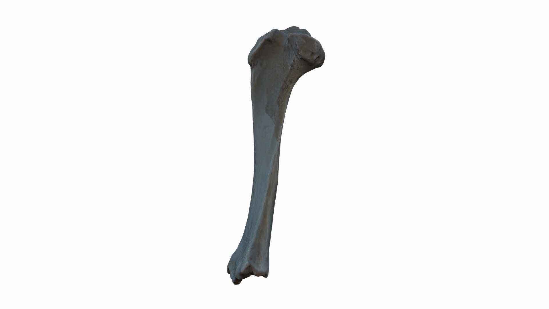 Bubalus Bubalis Tibia L