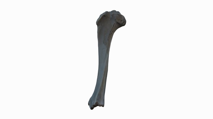 Bubalus Bubalis Tibia L 3D Model