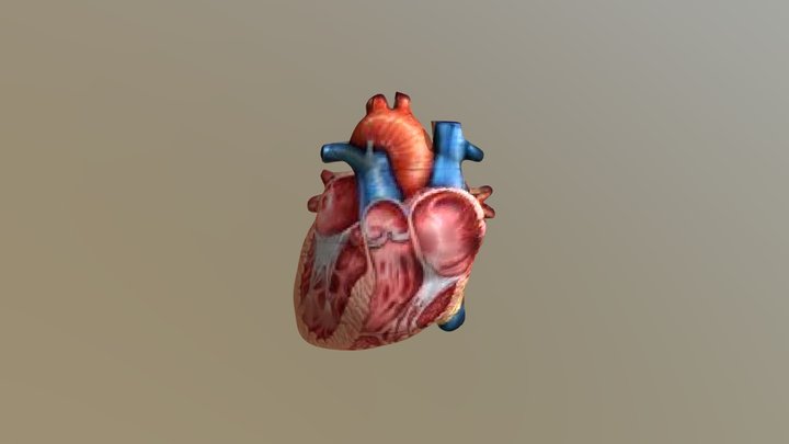 Bagian dan Fungsi Jantung by Eli Latipah 3D Model