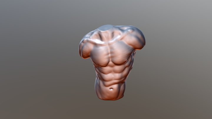 Anatomy study of the chest 3D Model
