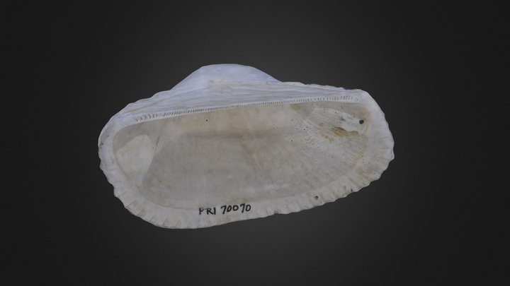 Bivalve: Anadara lienosa (PRI 70070) – Gratis 3D-model STL