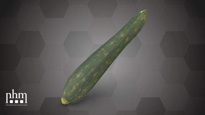 Cucumber (NHMW-AFW-DING-0046-133) – Modello 3D gratuito STL